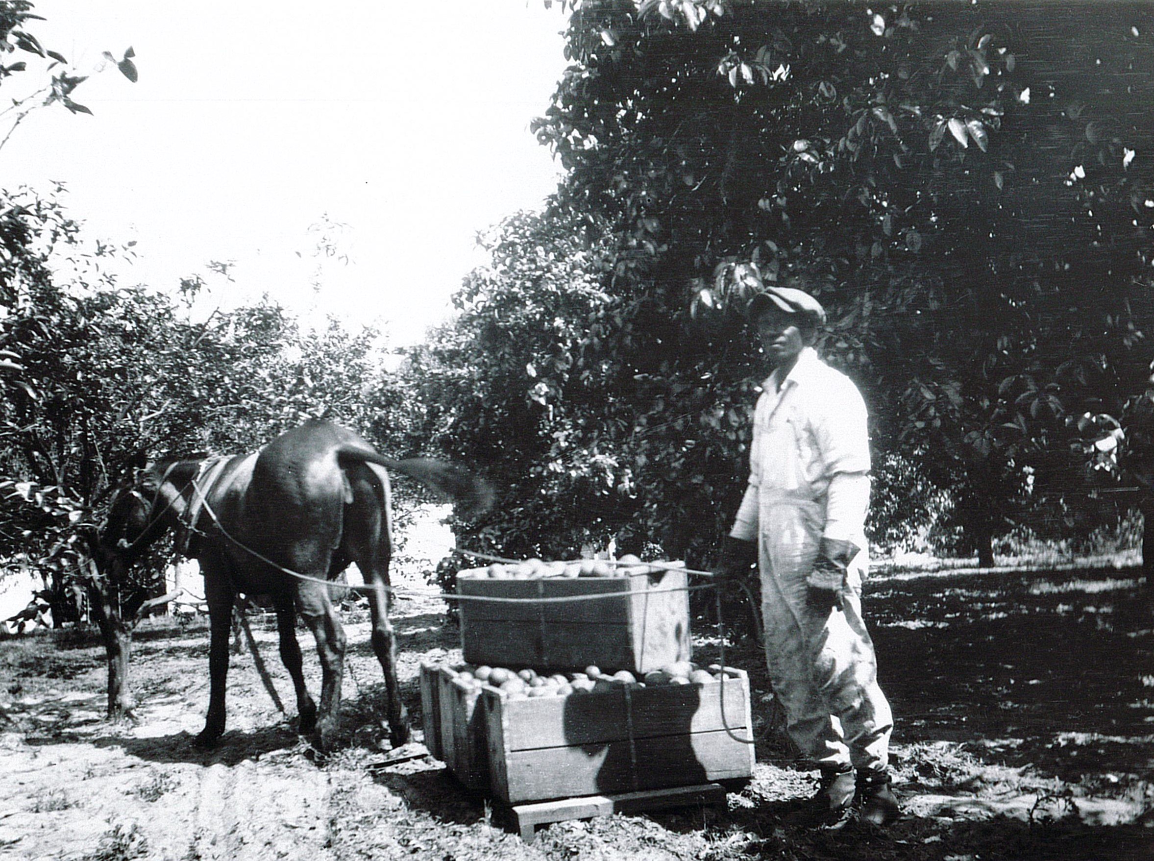 Many residents of Hannibal Square worked at least part of the year in area orange groves, as in this image of an African American with a “sled truck” in 1922.