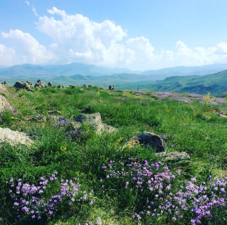 The backdrop of an Armenian landscape. A lush, green meadow with vibrant purple and yellow wildflowers under a bright blue sky. Distant mountains and fluffy clouds create a serene atmosphere.