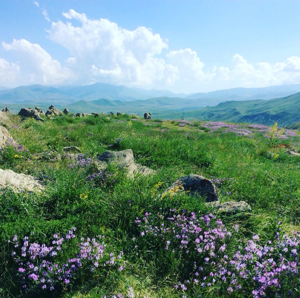 The backdrop of an Armenian landscape. A lush, green meadow with vibrant purple and yellow wildflowers under a bright blue sky. Distant mountains and fluffy clouds create a serene atmosphere.